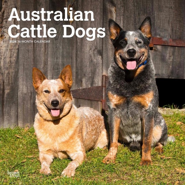 Australian Cattle Dog Calendar 2025