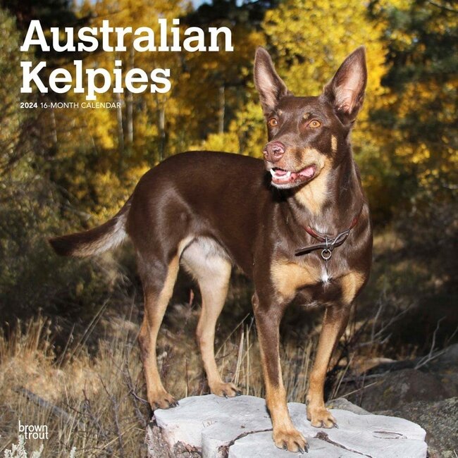 Australian Kelpie Calendar 2025