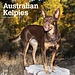 Browntrout Australischer Kelpie-Kalender 2025