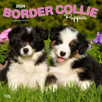 Browntrout Border Collie Welpen Kalender 2025