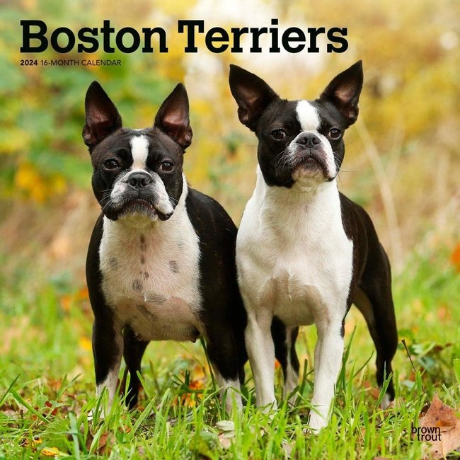 Browntrout Boston Terrier Kalender 2024