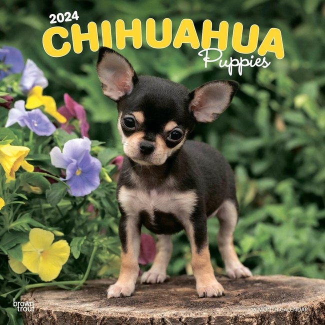 Browntrout Chihuahua-Welpen Kalender 2025