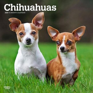 Browntrout Chihuahua Kalender 2024