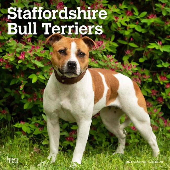 Browntrout Staffordshire Bull Terrier Calendar 2025