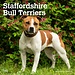 Browntrout Staffordshire Bull Terrier Calendar 2025