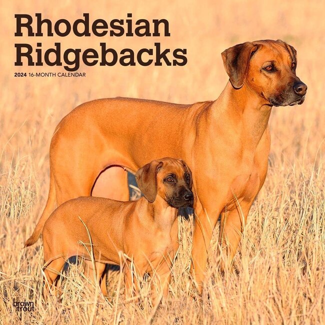 Browntrout Rhodesian Ridgeback Calendar 2025
