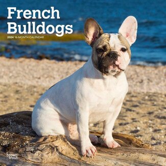 Browntrout Franse Bulldog Kalender 2024