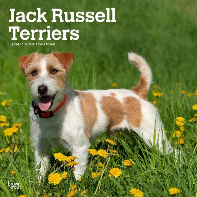 Browntrout Jack Russell Terrier Kalender 2024