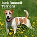Browntrout Jack Russell Terrier Calendar 2024