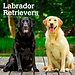 Browntrout Labrador Retriever Mixed Calendar 2025