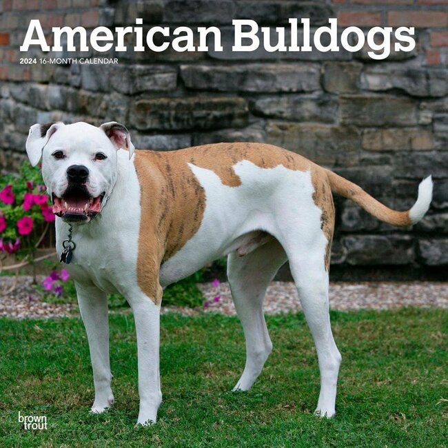 Amerikanische Bulldogge Kalender 2025