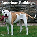 Browntrout Amerikanische Bulldogge Kalender 2025