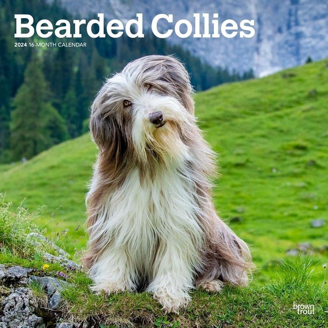 Browntrout Bearded Collie Kalender 2025
