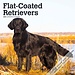 Browntrout Flatcoated Retriever Kalender 2025