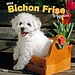 Browntrout Bichon Frise Puppies Kalender 2024