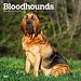 Browntrout Bluthund-Kalender 2025