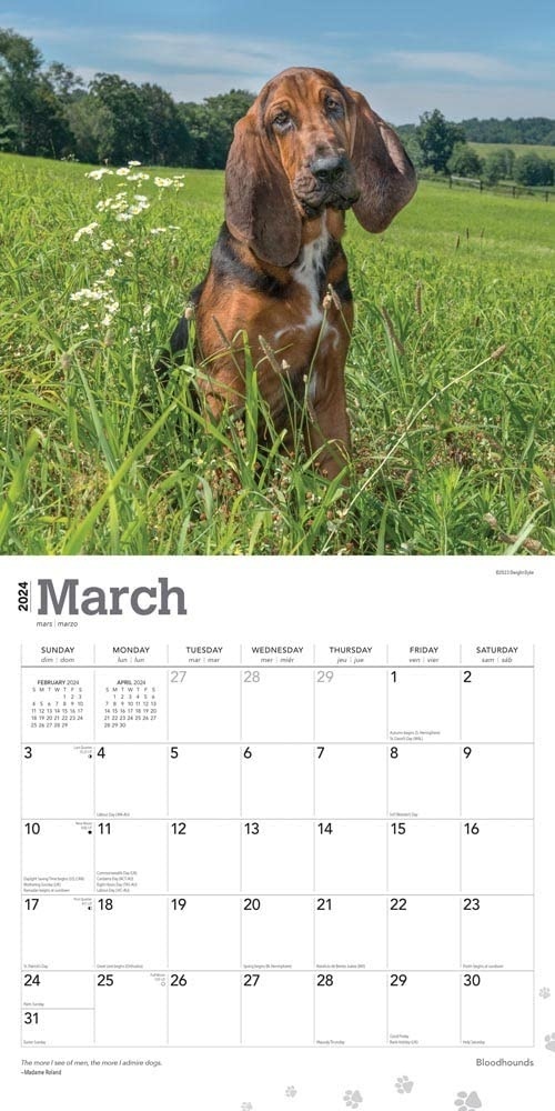 Browntrout Bloodhound Calendar 2024 Hondenkalenders.nl