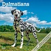 Browntrout Dalmatier Kalender 2024