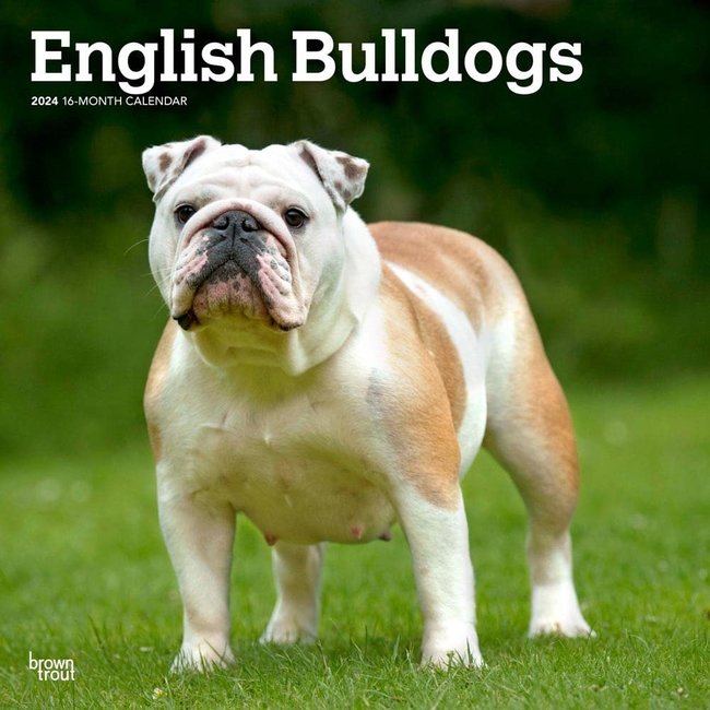 Browntrout Englische Bulldogge Kalender 2025