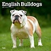 Browntrout English Bulldog Calendar 2025