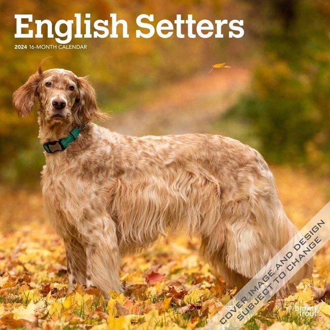 Browntrout English Setter Calendar 2025