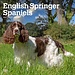 Browntrout English Springer Spaniel Kalender 2025