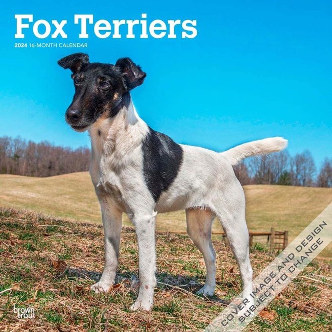 Browntrout Fox Terrier Kalender 2024