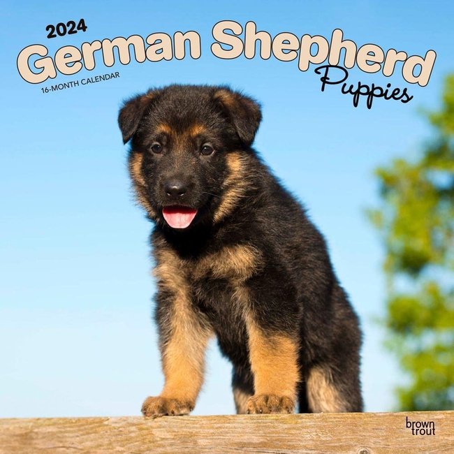Browntrout German Shepherd Puppies Calendar 2025