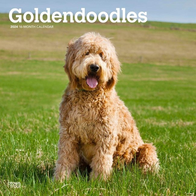 Goldendoodle Kalender 2024