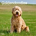Browntrout Goldendoodle Calendar 2025