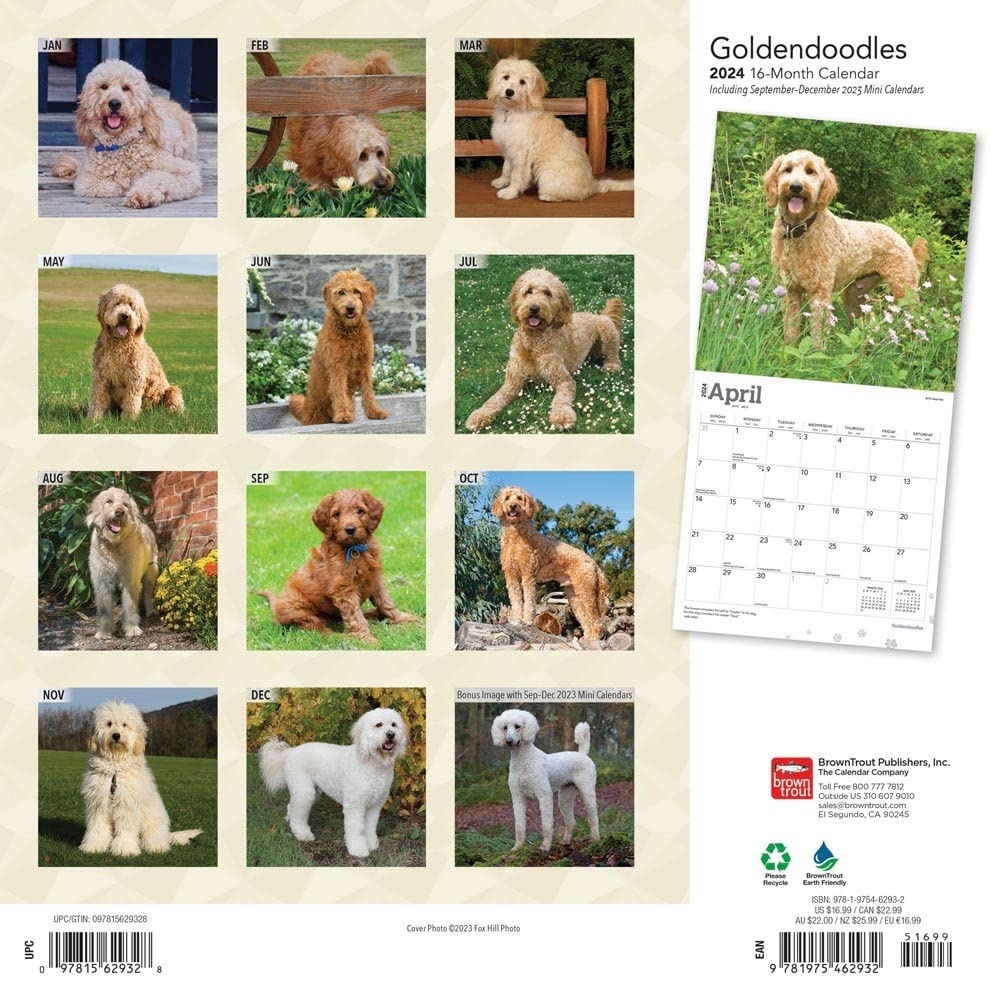 Browntrout Goldendoodle Calendar 2024 Hondenkalenders.nl