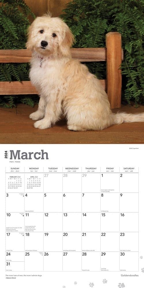 Browntrout Goldendoodle Calendar 2024 Hondenkalenders.nl