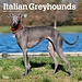 Browntrout Italienischer Windhund Kalender 2025