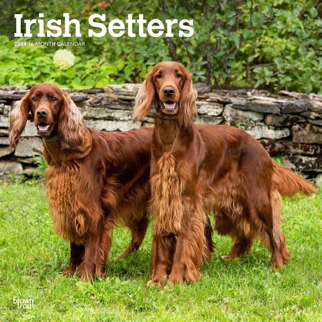 Browntrout Irish Setter Calendar 2025