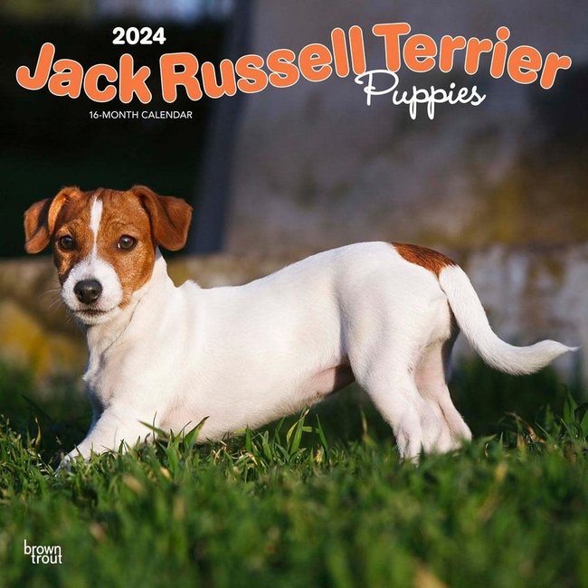 Browntrout Jack Russell Terrier Puppies Kalender 2024