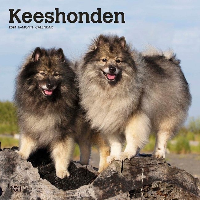 Browntrout Keeshond Calendar 2025