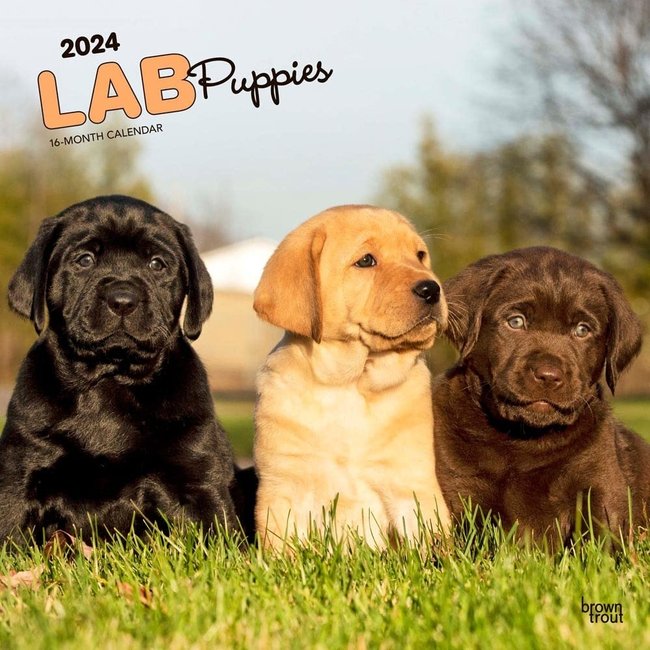 Browntrout Labrador Retriever Puppies Kalender 2024
