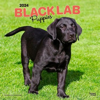 Browntrout Labrador Retriever Zwart Puppies Kalender 2024
