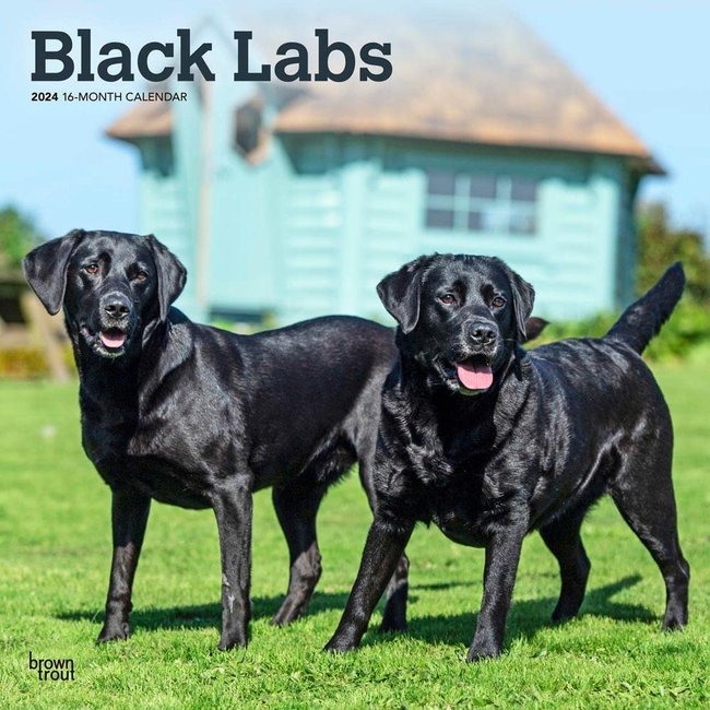 Browntrout Labrador Retriever Black Calendar 2025