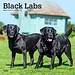 Browntrout Labrador Retriever Black Calendar 2024
