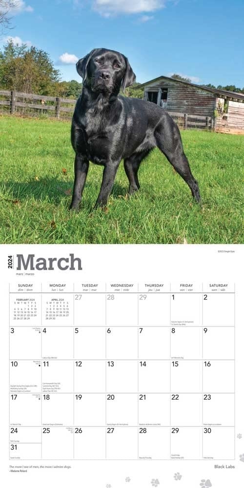 Browntrout Labrador Retriever Black Calendar 2024 Hondenkalenders.nl