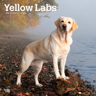 Browntrout Labrador Retriever Blonde Calendar 2025