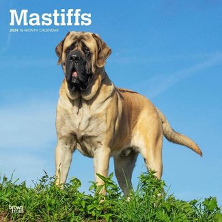 Browntrout Engelse Mastiff Kalender 2024