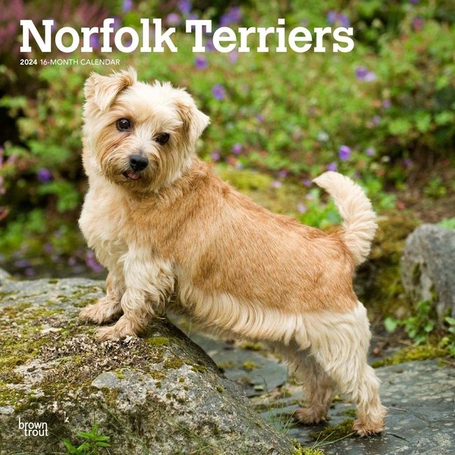 Browntrout Norfolk Terrier Kalender 2025