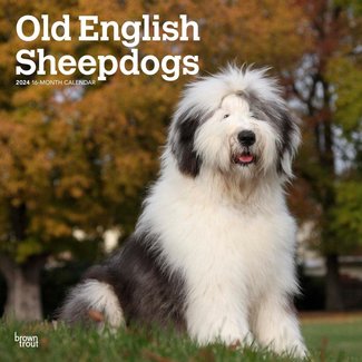 Browntrout Bobtail / Old English Sheepdog Kalender 2024