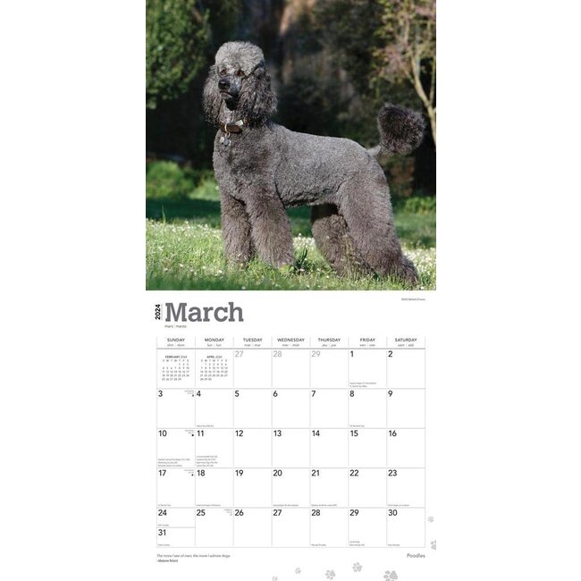 Buy Poodle Calendar 2024 Order easily online Hondenkalenders.nl