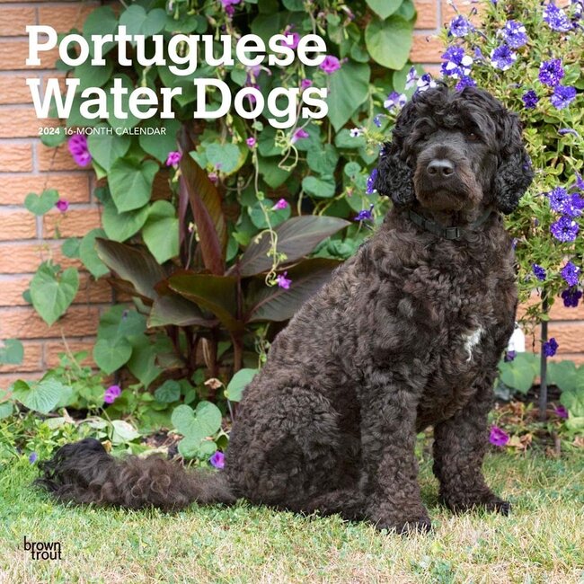 Portugiesischer Wasserhund Kalender 2025