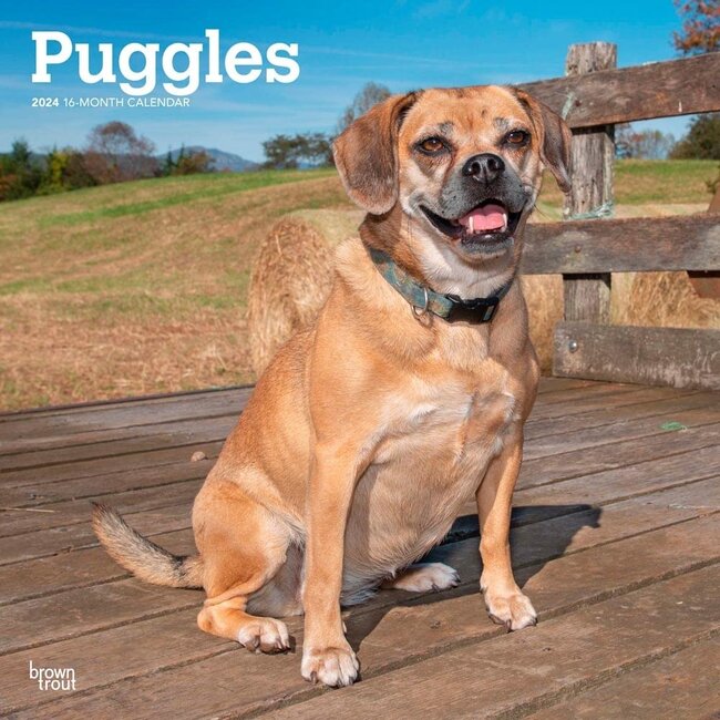 Puggle Kalender 2024