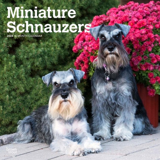 Miniature Schnauzer Calendar 2025