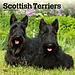 Browntrout Scottish Terrier Calendar 2025